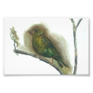 Aquarelldruck für Gärvögel Fotodruck