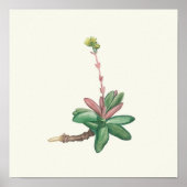 Aquarellfarben Antikes botanisches Plakat (Vorne)