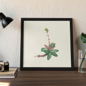 Aquarellfarben Antikes botanisches Plakat