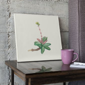 Aquarellfarben Antikes botanisches Plakat
