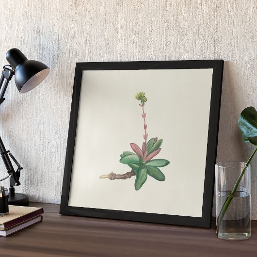 Aquarellfarben Antikes botanisches Plakat