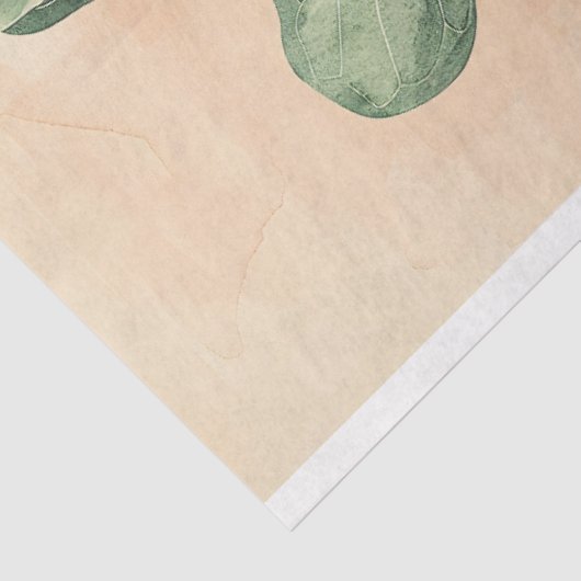 Aquarellfarben-Fiddle-Leaf-Pflanze Seidenpapier (Ausschnitt)