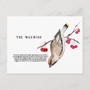 Aquarellgestaltung Waldvogelwachs Postkarte