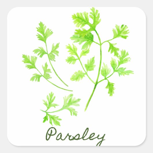 Aquarellherb Parsley Illustration Quadratischer Aufkleber (Vorderseite)