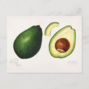 Aquarellmalerei von Avocado (Persea) Frucht Postkarte