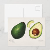 Aquarellmalerei von Avocado (Persea) Frucht Postkarte (Vorne/Hinten)