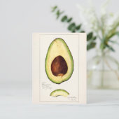 Aquarellmalerei von Avocadobäumen (Persea) Postkarte (Stehend Vorderseite)