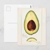 Aquarellmalerei von Avocadobäumen (Persea) Postkarte (Vorne/Hinten)