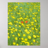 Aquarellmohn Poster (Vorne)