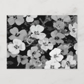 Aquarellrot - Blume 2 Postkarte (Rückseite)