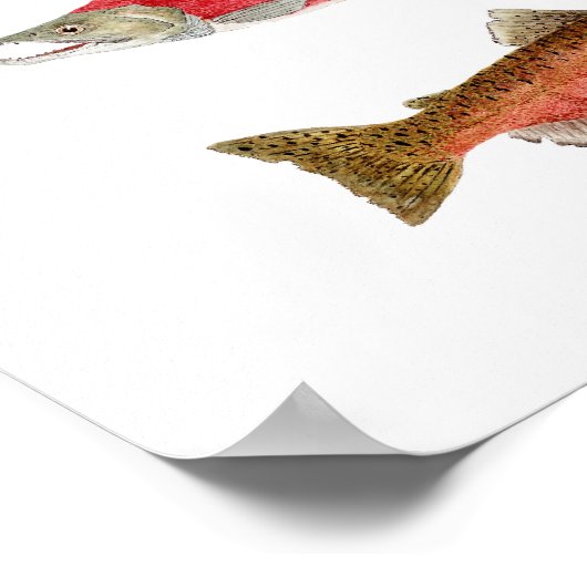 Aquarellstudien über Lachs Poster (Ecke)