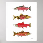Aquarellstudien über Lachs Poster (Vorne)