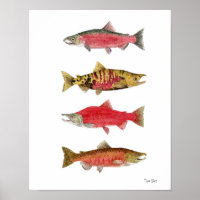 Aquarellstudien über Lachs