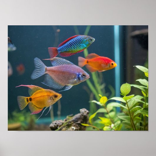 Aquarienfisch Poster (Vorne)