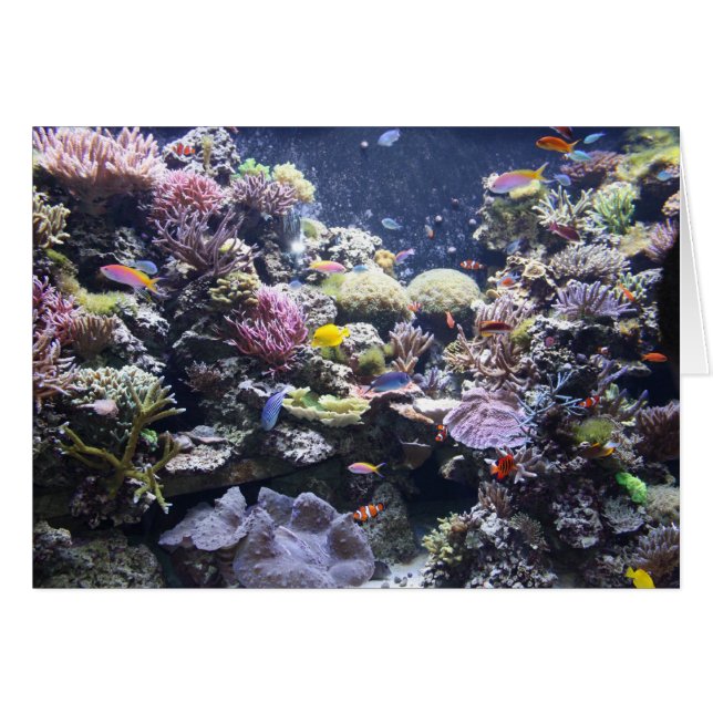 Aquarium (Vorderseite (Horizontal))