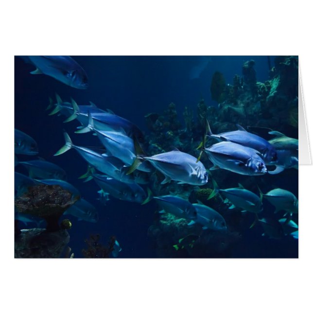 Aquarium (Vorderseite (Horizontal))