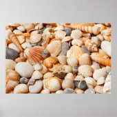 Aquarium Collection Seashells Poster (Vorne)