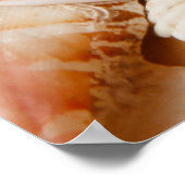 Aquarium Collection Seashells Poster (Ecke)