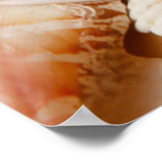 Aquarium Collection Seashells Poster (Ecke)