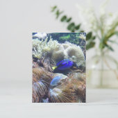 Aquarium-Fisch-Foto Postkarte (Stehend Vorderseite)
