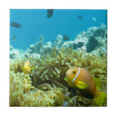 Aquarium-Fische Fliese (Vorderseite)