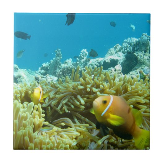 Aquarium-Fische Fliese (Vorderseite)