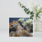 Aquarium Fish Postkarte (Stehend Vorderseite)