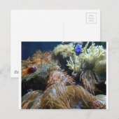 Aquarium Fish Postkarte (Vorne/Hinten)
