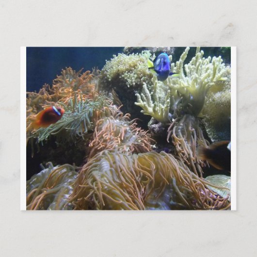 Aquarium Fish Postkarte (Vorderseite)