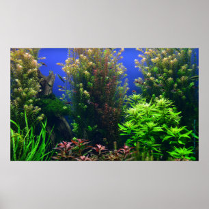 Aquarium für Aquarium Hintergrund Poster