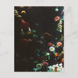 Aquarium in Kanada, Toronto, Kanada Postkarte