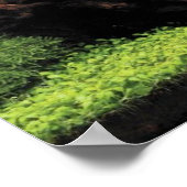 Aquarium of Freshwater Angelfish Poster (Ecke)