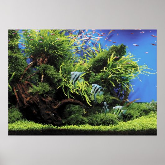 Aquarium of Freshwater Angelfish Poster (Vorne)