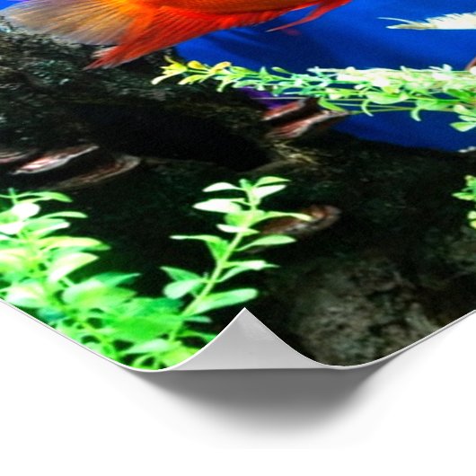 Aquarium Poster (Ecke)