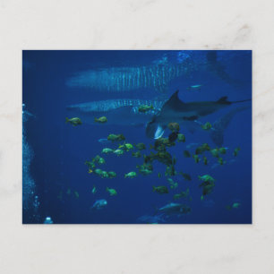 Aquarium Postkarte