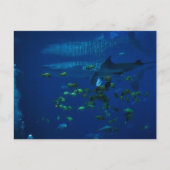 Aquarium Postkarte (Vorderseite)
