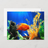 Aquarium Postkarte (Vorne/Hinten)
