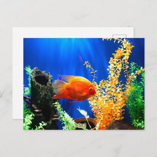 Aquarium Postkarte (Vorne/Hinten)
