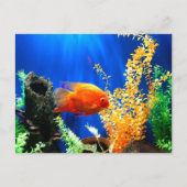 Aquarium Postkarte (Vorderseite)