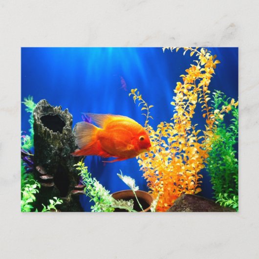 Aquarium Postkarte (Vorderseite)