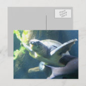Aquarium Postkarte (Vorne/Hinten)