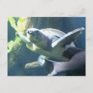 Aquarium Postkarte