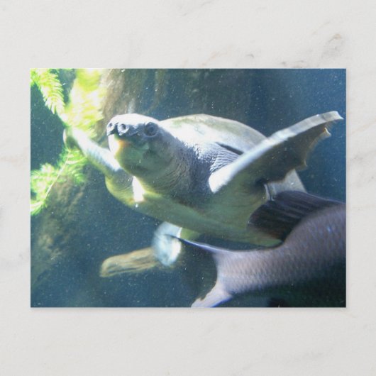 Aquarium Postkarte (Vorderseite)