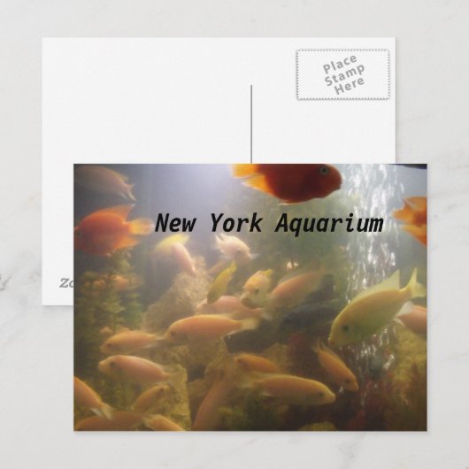 Aquarium Postkarte (Vorne/Hinten)
