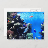 Aquarium Postkarte (Vorne/Hinten)