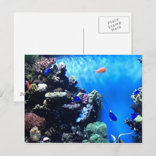 Aquarium Postkarte (Vorne/Hinten)