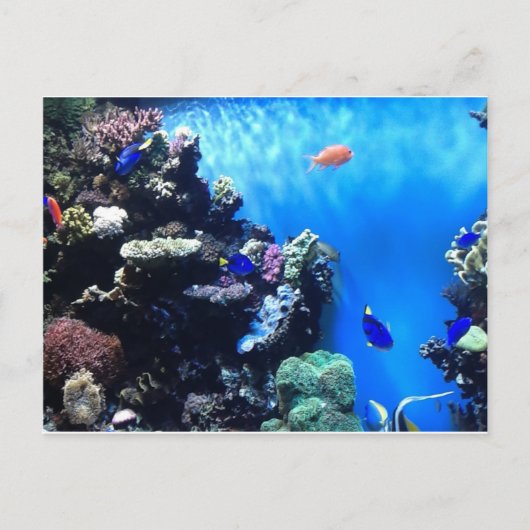 Aquarium Postkarte (Vorderseite)