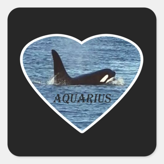 Aquarius Orca Killer Whale Quadratischer Aufkleber (Vorderseite)