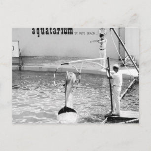 Aquatarium St. Pete Beach Florida, Delfin Postkarte