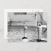 Aquatarium St. Pete Beach Florida, Dolphin Postkarte (Vorne/Hinten)